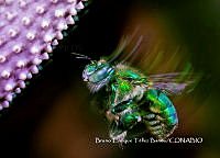 MN6PG0375 Euglossa dilemma.jpg