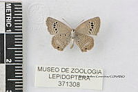 JF018 0781 Echinargus isola.jpg