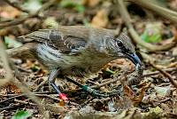 JRRO0533 Pipilo maculatus.jpg