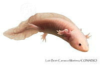 LBCM002 Ambystoma mexicanum.jpg