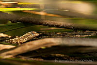 IDG0515 Anolis lemurinus.jpg