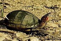 MDL0261 Kinosternon cruentatum.jpg