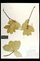 101799 Quercus coccolobifolia.jpg
