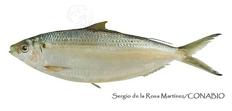 SRM0150%20Opisthonema%20bulleri.jpg.qyf u D0MZHZJelhQA3g0JtbmFja29CbnFuZ3NAbXJ6LGtwZwA.VV qld5AcZ