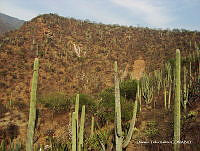 OTVHK040-901 Tetechera de Neobuxbaumia tetetzo cerca poblacion de Mhuitzilipochtli.TIF