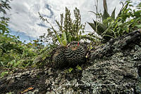 ZAPF0529 Mammillaria magnimamma.jpg