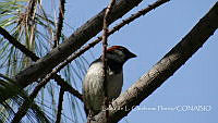 LCF0308 Passer domesticus.jpg