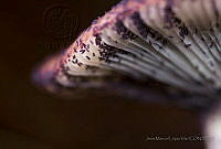 JMLV02 Russula sp..jpg