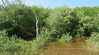 UM002 S0007 Avicennia germinans.jpg