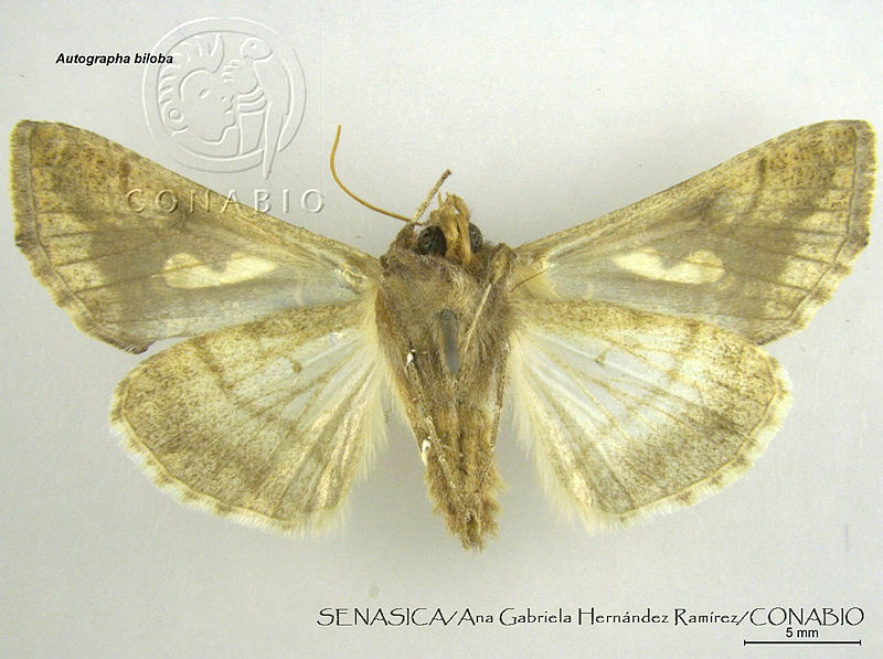 AGHR0064%20Autographa%20biloba.jpg.rSeFk4L0MRfVO8thQA3g0JtbmFja29CbnFuZ3NAbXJ6LGtwZwA.qtZqjKBrdc