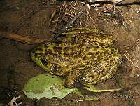 VHL0531 Lithobates catesbeianus.jpg