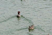 PRB0092 Aythya americana y Spatula clypeata.jpg