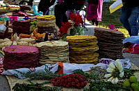 FBA0861 Zea mays.jpg