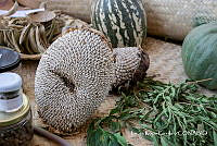 LRP 1696 _Cucurbita, Helianthus annuus_.jpg