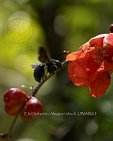ESAI 0007 Xylocopa sp..jpg