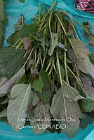 IMDOC4080 Spinacia oleracea.jpg