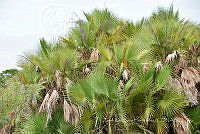 ZISH 0007 Sabal mexicana.jpg