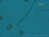 UNAMGAMZ-52 Phormidium sp..jpg