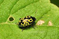 SM0575 Calligrapha signatipennis.jpg