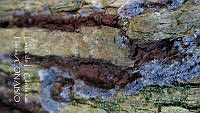 LCF0214 Ascomycota.jpg