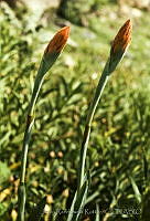 061 Spiranthes cinnabarina.jpg