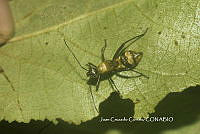 JCC0239 Coreidae.JPG
