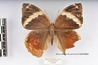 JF018 0118 Opsiphanes quiteria quirinus.jpg