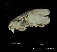 LESS 0376 Spilogale p. Angustrifons.JPG