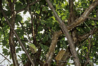 DK0488 Hymenoptera.jpg