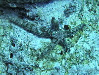 JAJ0298 Copidaster lymani.jpg