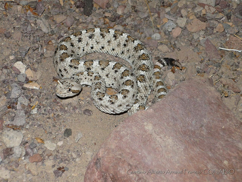 GAAF18%20Crotalus%20cerastes.jpg.iSfit931Me8zyztjQA3g0JtbmFja29CbnFuZ3NAbXJ6LGtwZQA.0HBCnEQp06