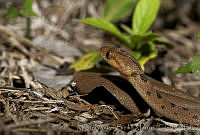 MASM02072 Leptodeira septentrionalis.jpg