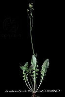 JDA D 00610 Youngia japonica.jpg