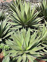 AJGM0268 Agave triangularis.JPG