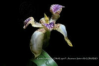 Atleq 0774 Neomarica variegata.jpg