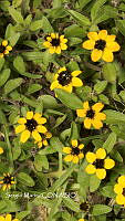 SM0252 Sanvitalia procumbens.jpg