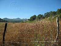 Teocintle 140 Zea diploperennis.jpg