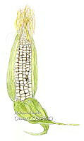 AIO 070 Zea mays subsp mays.jpg