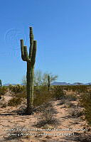 LI005 0013 Carnegiea gigantea, Larrea tridentata.jpg