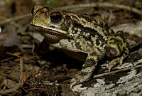 MASM04932 Incilius sp..jpg