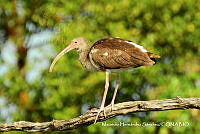MHS0041 Eudocimus albus.JPG