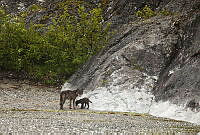 CNS1316 Canis lupus.jpg