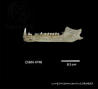 LESS 0340 Anoura geoffroyi lasiopyga.JPG