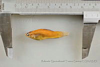 RQTG1237 Xiphophorus hellerii.jpg