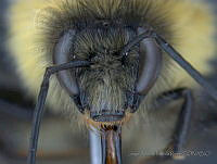 JAMR005 Bombus wilmattae.jpg