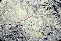 2826 Lophophora williamsii.jpg