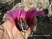 MRG-2018-576 Gossypium aridum (MEGA-27feb18-e).JPG