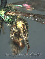 JAMR0189 Augochlorella comis.jpg