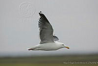 MASM02028 Larus occidentalis.jpg