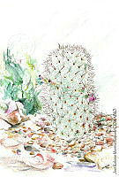 JMRM0020 Mammillaria microhelia.jpg